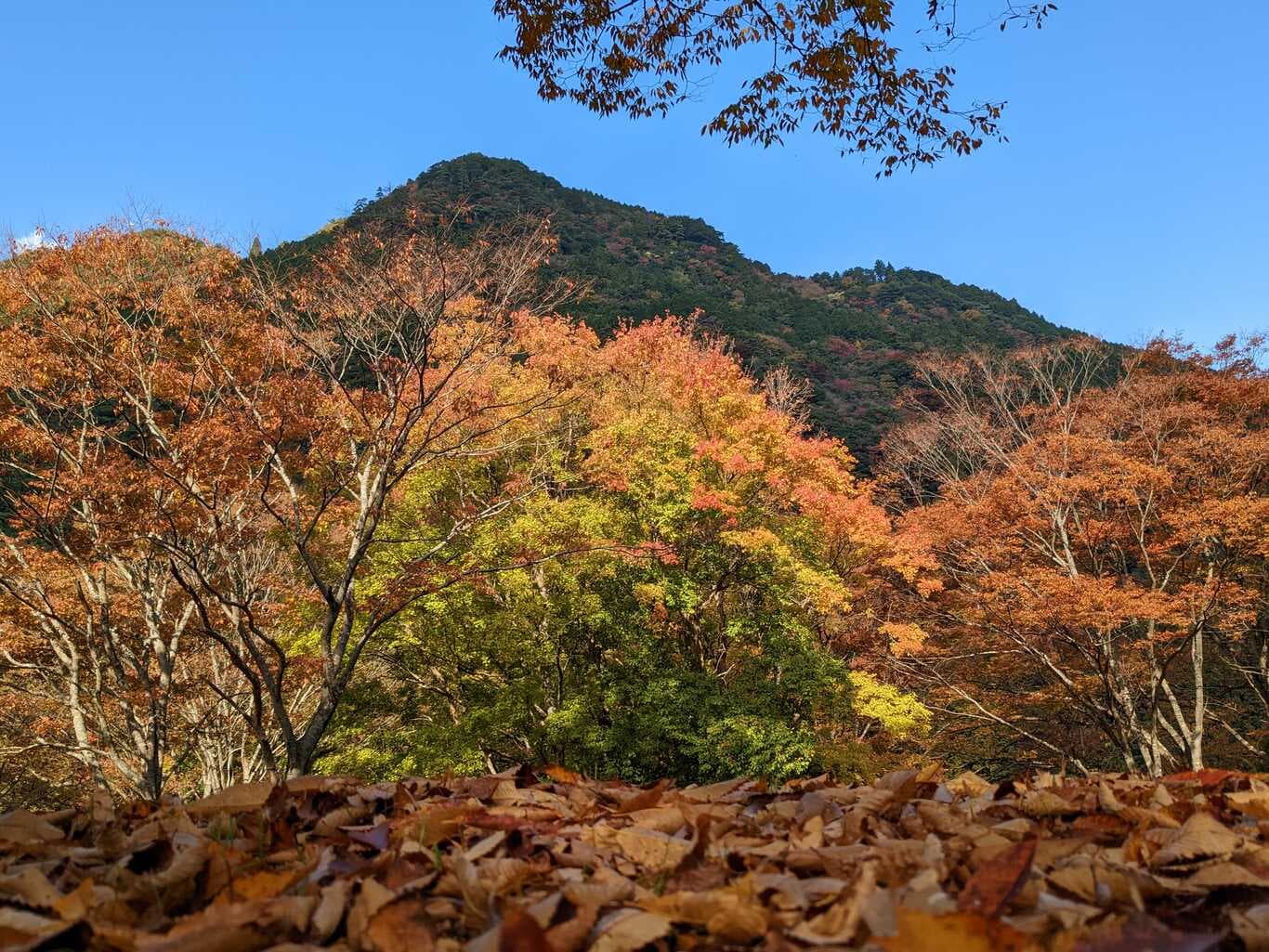 四季の山荘「求菩提」　求菩提キャンプ場