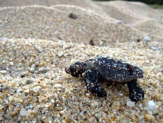 屋久島・癒しの体験型キャンプ場misatomiki - 日本一のウミガメ産卵地「永田浜」でウミガメ見学を体験しよう！カヤックやクルージングなどのアクティビティも満載です！