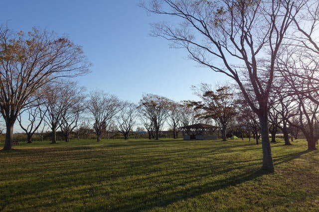 南の池公園・キャンプ場 - 桜が咲き誇る、春キャンプにぴったり！