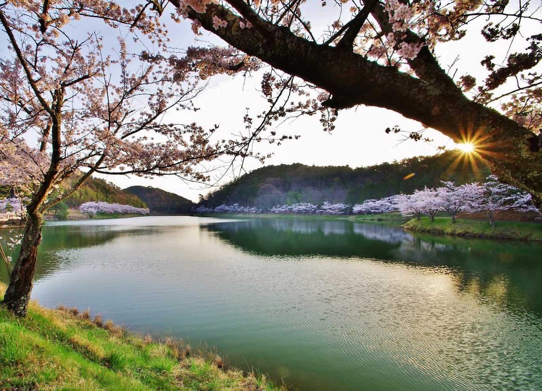 羽高湖森林公園キャンプ場 - 春は桜の名所と知られ、羽高湖畔のサイクリングも楽しめます。スポーツ施設や音楽ステージもあり。