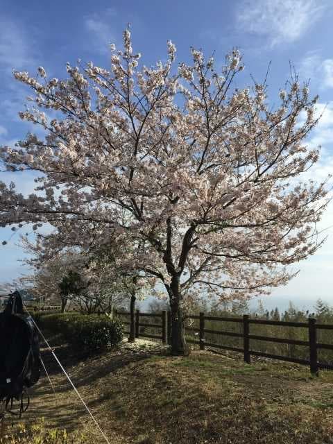 竜王山公園オートキャンプ場 - 綺麗に区画されたオートサイト