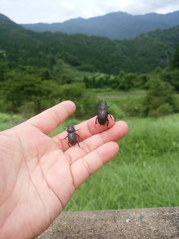 尼崎市立美方高原自然の家 - 様々なアウトドア体験ができる複合キャンプ施設