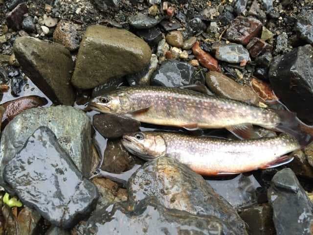 【R1/8現在閉鎖中】上永野キャンプ場